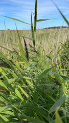 Phragmites australis