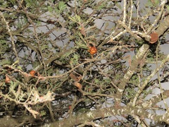 Vachellia robusta robusta