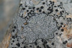 Porpidia soredizodes