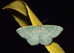 Chlorissa cloraria