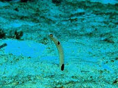 Heteroconger hassi