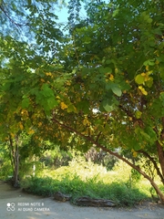 Mimosa caesalpiniifolia