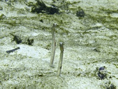 Heteroconger hassi
