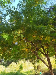 Mimosa caesalpiniifolia