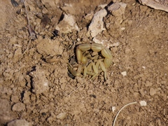 Buthus