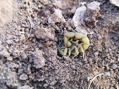 Buthus