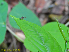 Teleopsis quadriguttata