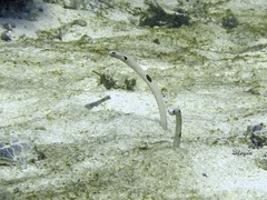 Heteroconger hassi