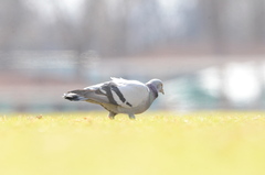 Columba livia domestica