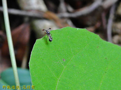 Teleopsis quadriguttata