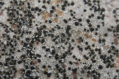 Porpidia soredizodes