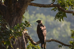 Nisaetus cirrhatus