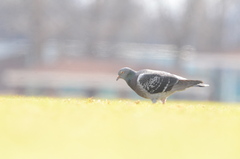 Columba livia domestica