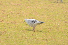 Columba livia domestica