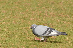 Columba livia domestica