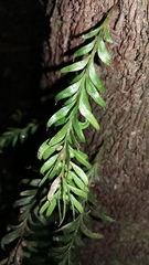 Tmesipteris sigmatifolia