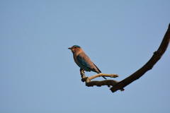 Coracias benghalensis
