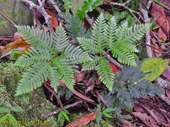 Pteris grevilleana