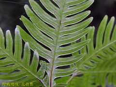 Pteris grevilleana