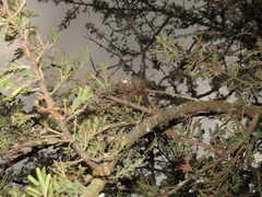 Vachellia robusta robusta