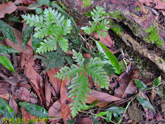 Pteris grevilleana