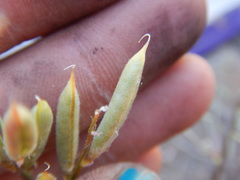 Astragalus obscurus