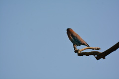 Coracias benghalensis