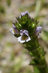 Euphrasia pectinata