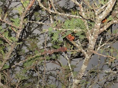 Vachellia robusta robusta