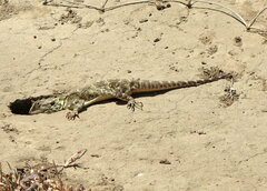 Agama aculeata