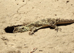 Agama aculeata