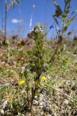 Euphrasia pectinata