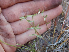 Astragalus obscurus