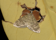 Ecpyrrhorrhoe diffusalis