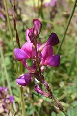 Onobrychis oxyodonta