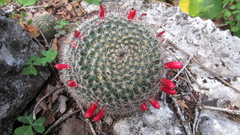 Mammillaria haageana conspicua