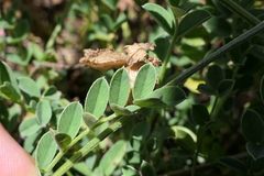 Onobrychis oxyodonta