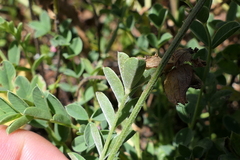 Onobrychis oxyodonta