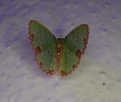 Synchlora xysteraria