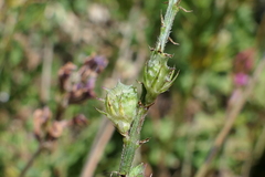 Onobrychis oxyodonta