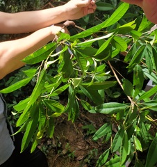 Sideroxylon wightianum