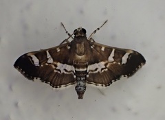 Desmia ufeus