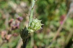 Onobrychis oxyodonta
