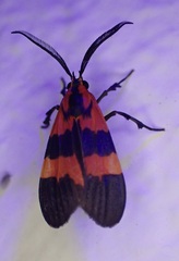 Correbidia terminalis