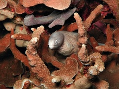 Gymnothorax thyrsoideus