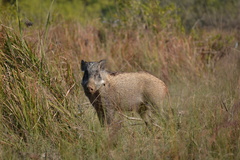 Sus scrofa cristatus