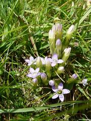 Gentianella rhaetica