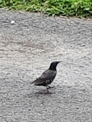 Sturnus vulgaris
