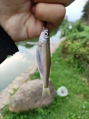 Hemiculter leucisculus