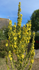 Verbascum